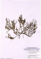 藏品(岡村枝管藻)的圖片